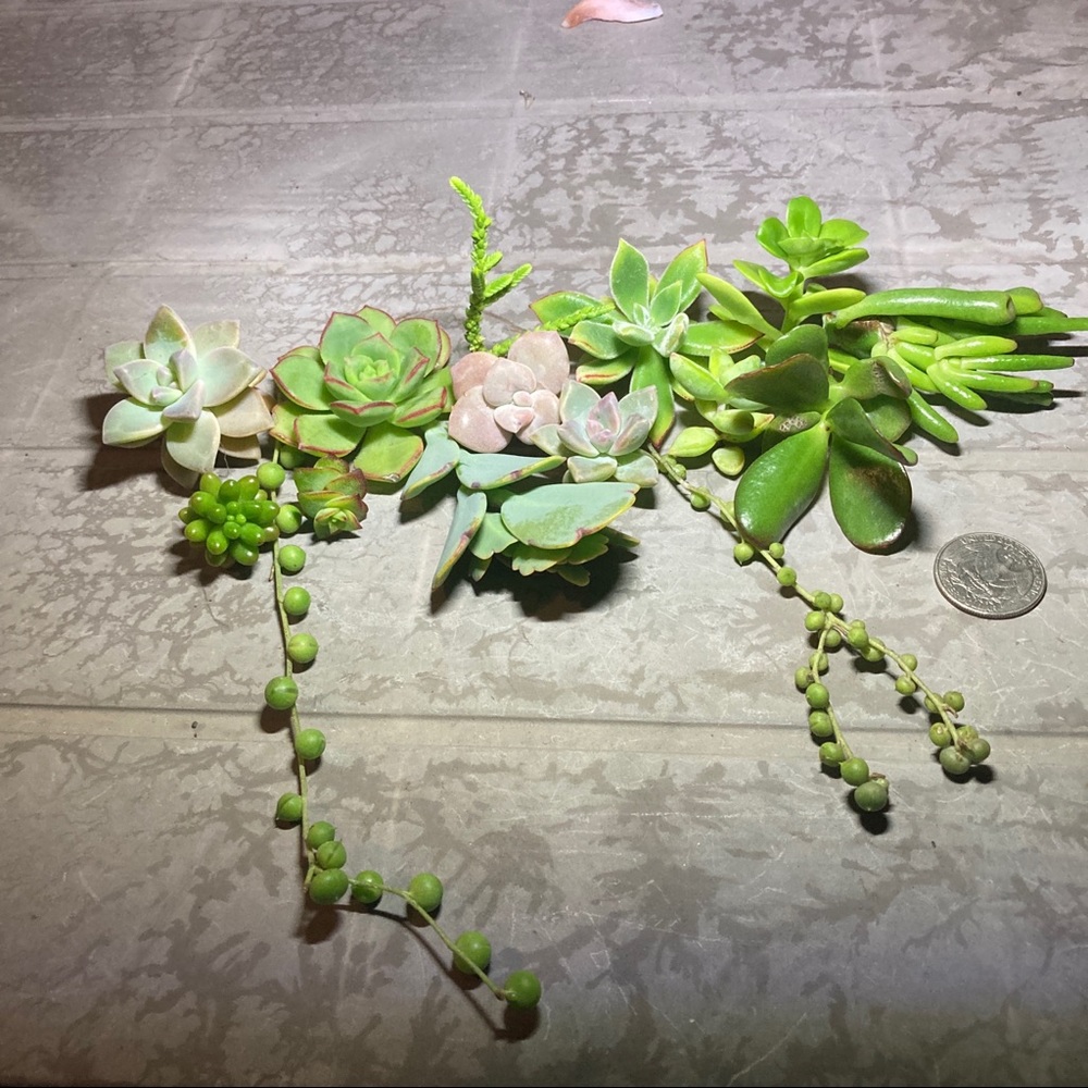 jbryant1770 succulents